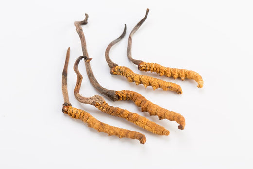 Cordyceps: Elevating Your Athletic Performance