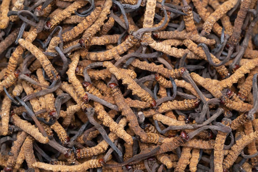 Maximizing Cordyceps Benefits: Dosage and Frequency