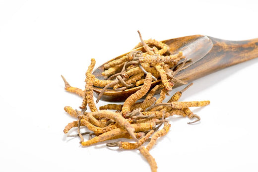 Cordyceps and Pregnancy: What Every Expecting Mother Should Know