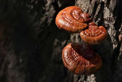 The Mystical Mushroom: Lingzhi - A Journey Through History and Culture