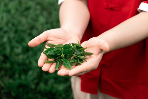 Pu Erh Tea Health Benefits: Overview, Nutrition, Brewing & More