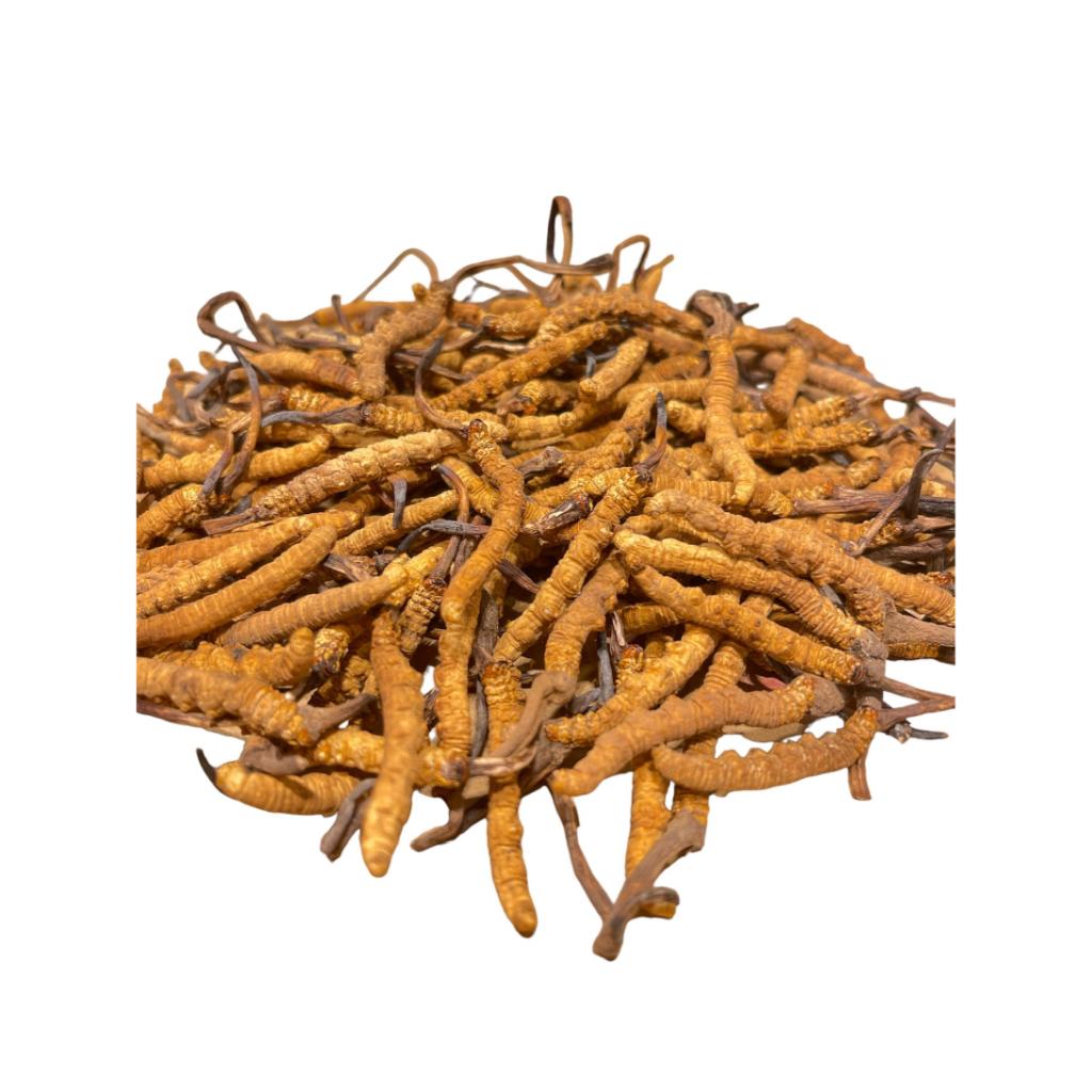 Cordyceps IIII