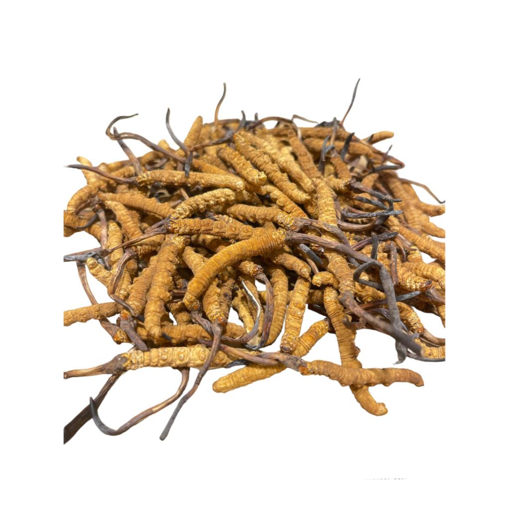 Cordyceps V