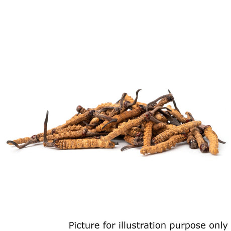 Cordyceps (75g)