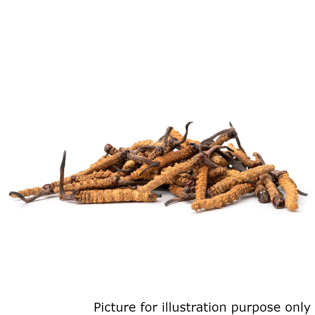 Cordyceps (75g)