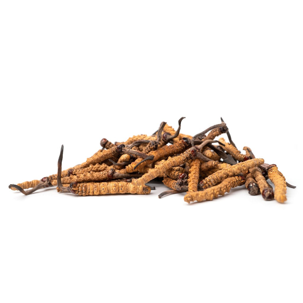 Cordyceps (75g)
