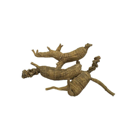 美国顶大野山泡参