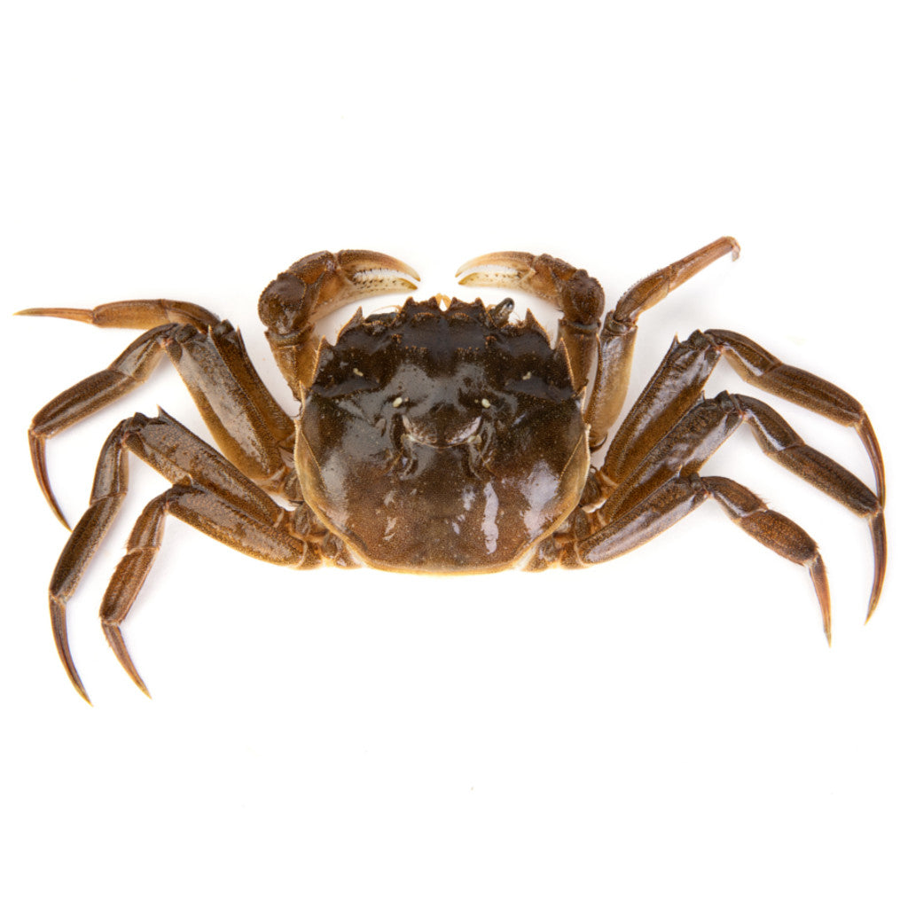 Fresh Hairy Crab (Male S)