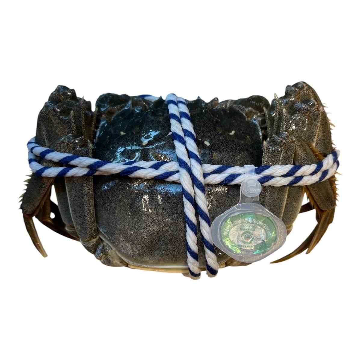 Hairy Crab Female