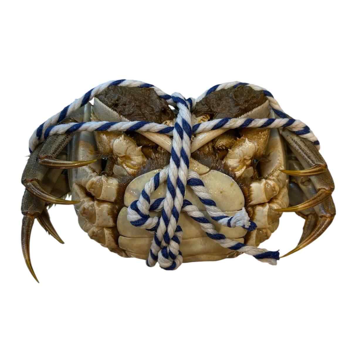 Hairy Crab Female
