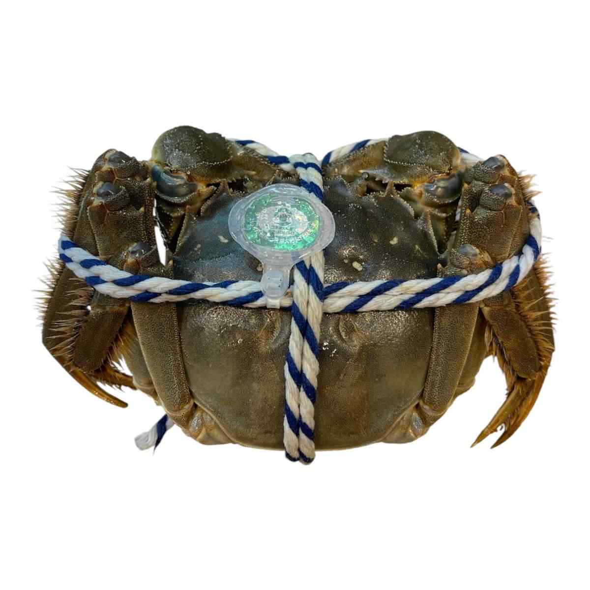 Hairy Crab Male