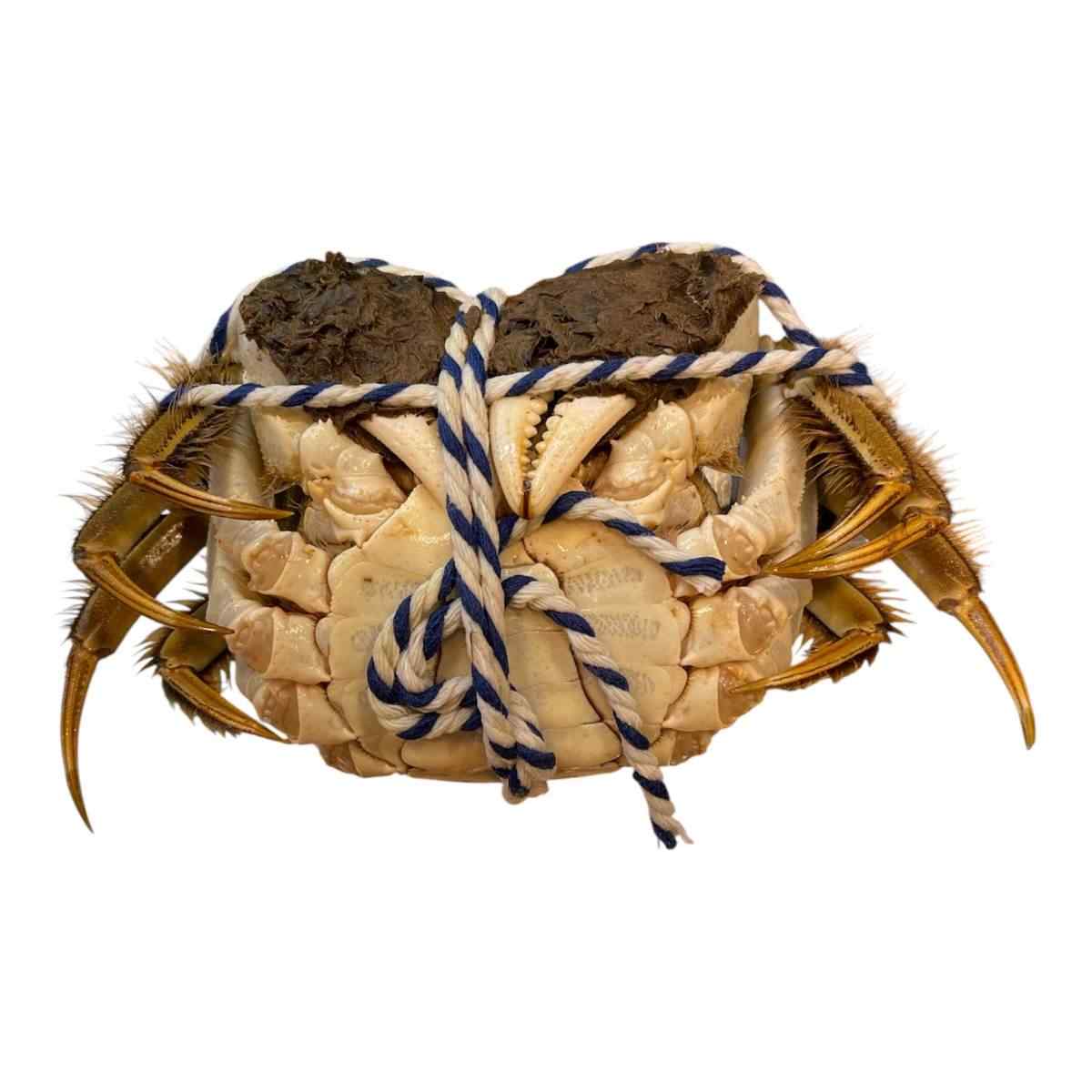 Hairy Crab Male