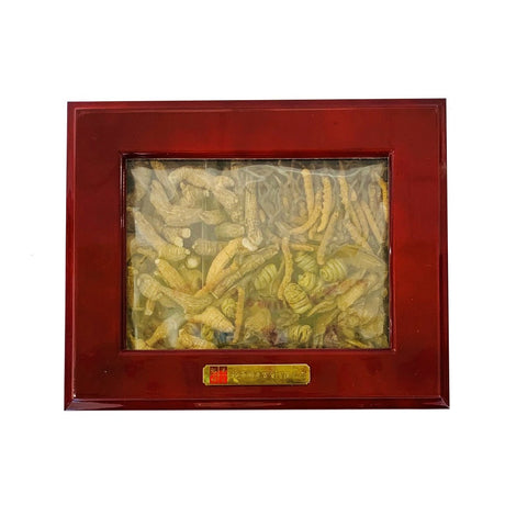 Cordyceps,Gs,Sh,Tc