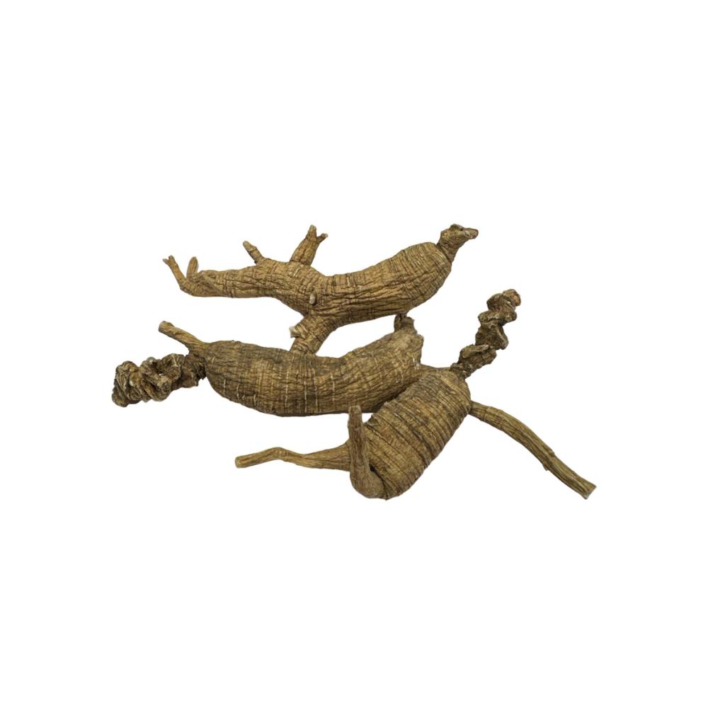 American Wild Ginseng Panax Qinquefolia
