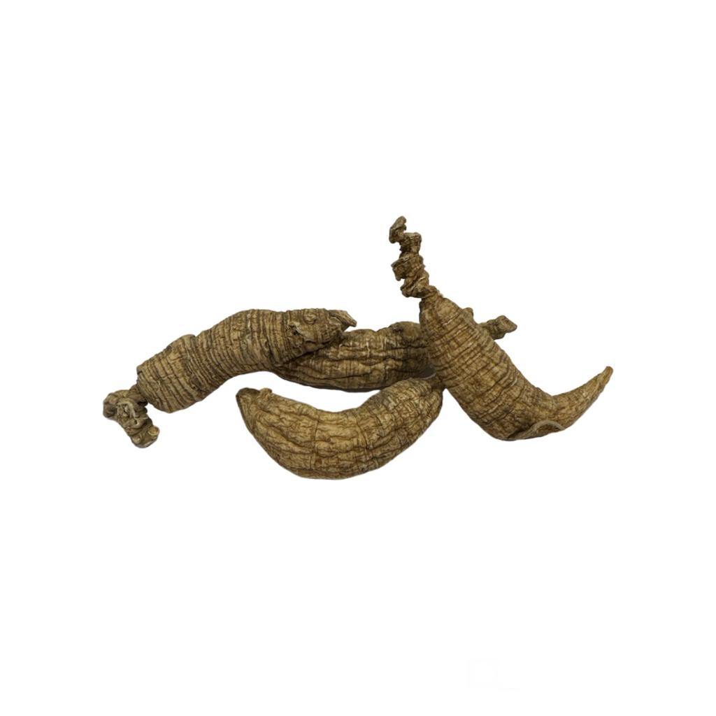 American Ginseng Panax Qinquefolia