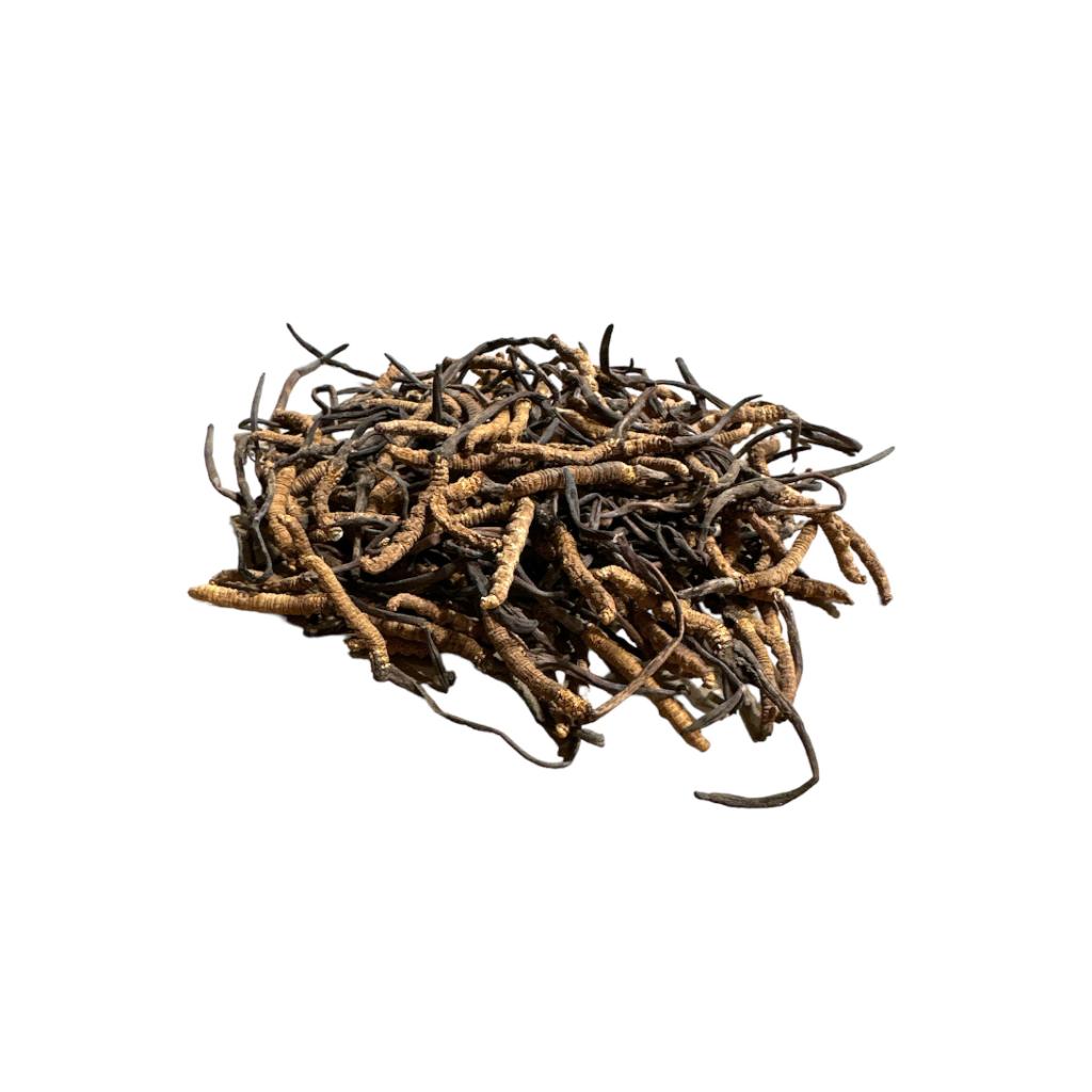 Cordyceps III