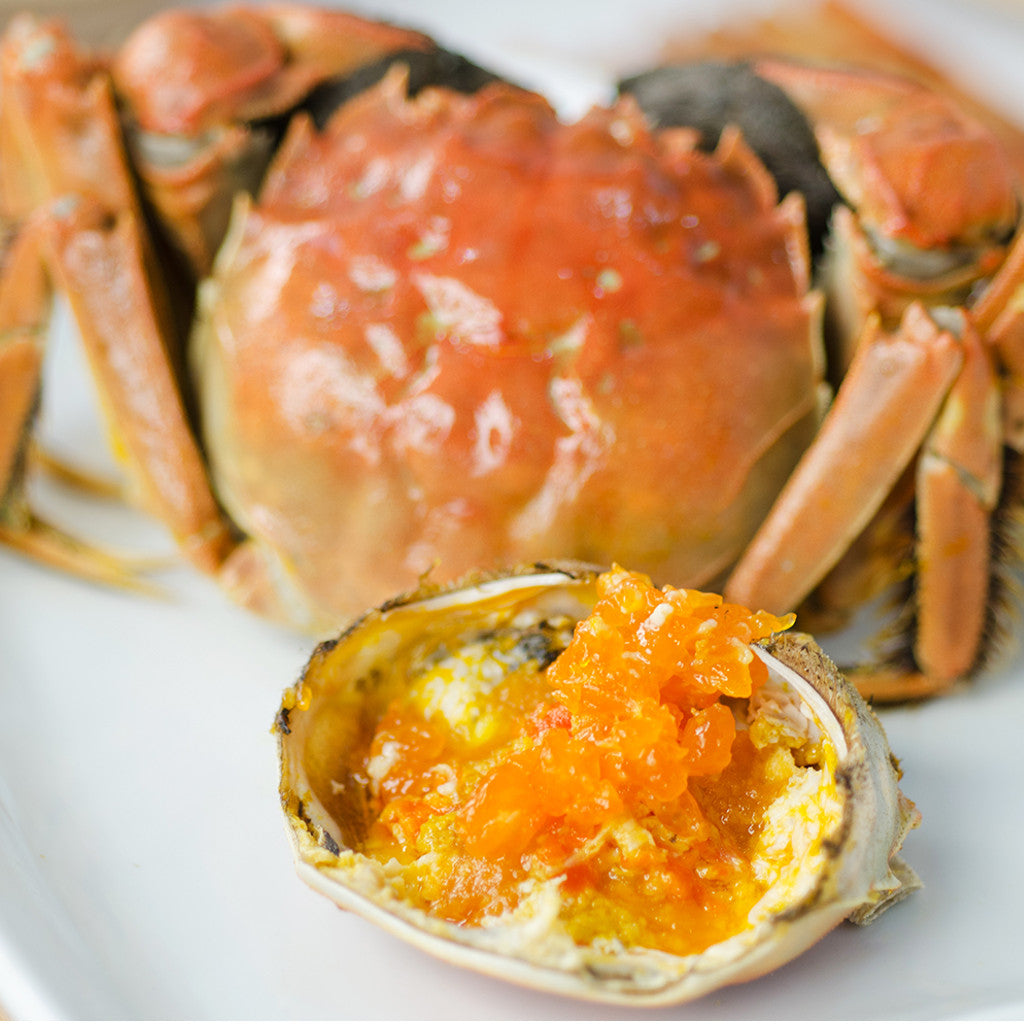 Hairy Crab Female